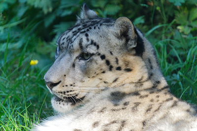 Snow Leopard 4 J7